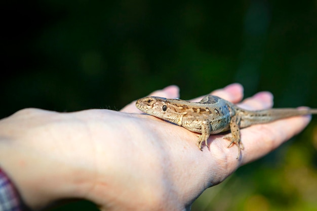 Lagarto verde na mão. Um lagarto no braço, um pequeno lacerta agilis verde, sentado no braço...