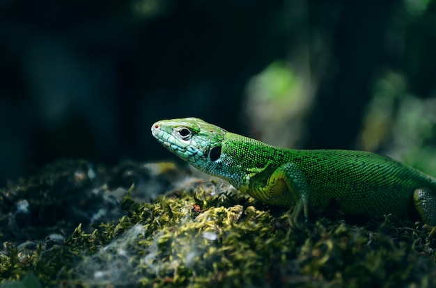 Lagarto verde na rocha Closeup retrato lagarto verde no musgo