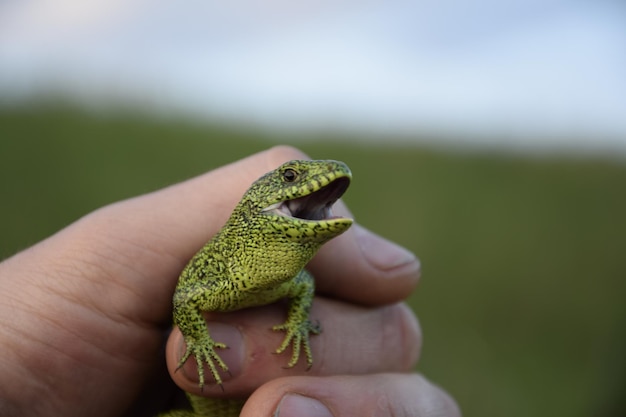 Lagarto verde nas mãos Lagarto na mão pequena lacerta agilis verde sentado na mão