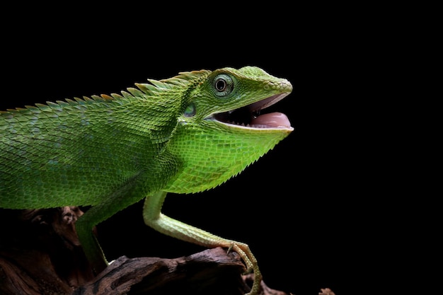 Lagarto verde no galho lagarto verde tomando banho de sol na madeira lagarto verde subindo na madeira Lagarto Jubata closeup