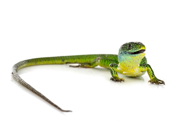 lagarto verde occidental