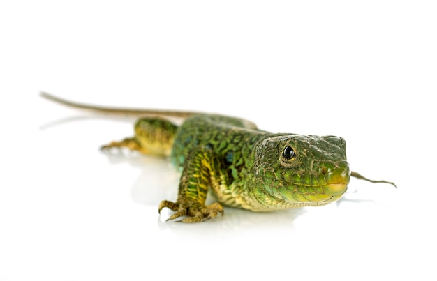 Lagarto verde ocidental na frente de um fundo branco