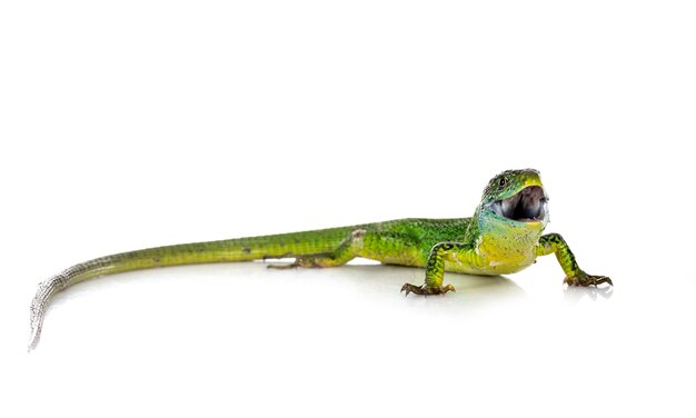 Lagarto verde ocidental na frente de um fundo branco