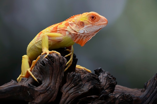 Un lagarto verde con ojos rojos se sienta en un tocón