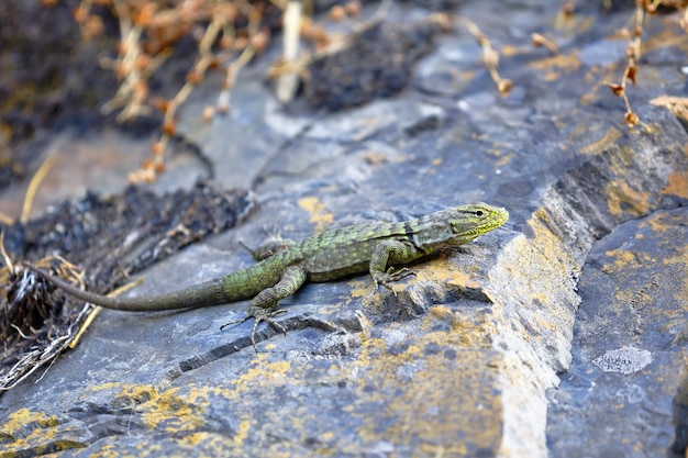 lagarto verde en piedra