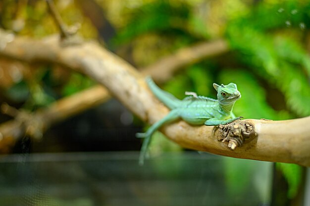 Lagarto verde en una rama de árbol en un primer plano de reptiles de acuario