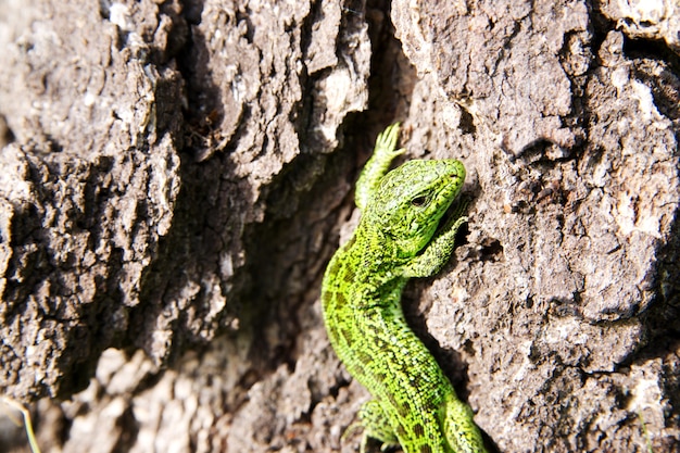 Lagarto verde en la rama de un árbol