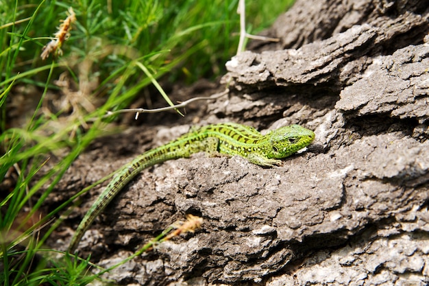 Lagarto verde en la rama de un árbol