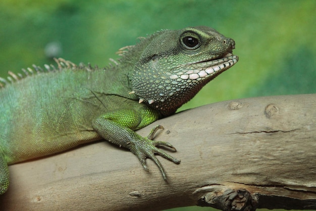 Foto lagarto verde en una ramax9