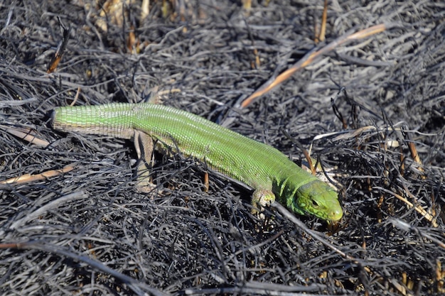 Foto un lagarto verde rápido ordinario lagarto en el suelo en medio de ceniza y ceniza después de un incendio lagarto de arena lagarto lacertid