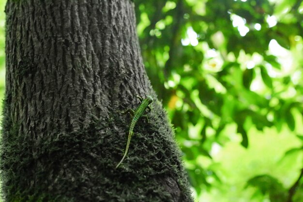 Lagarto verde sentado no tronco de uma árvore A árvore está coberta de musgo
