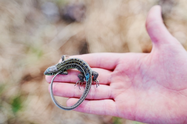 Foto lagarto verde texturizado na mão humana