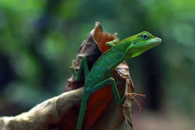 Lagarto verde tomando el sol en la rama