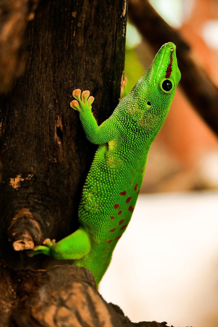 Foto lagarto verde