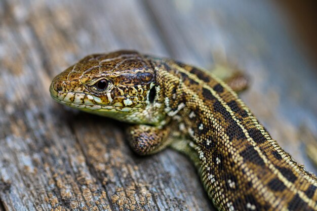 El lagarto vivíparo marrón Lacerta agilis. Fotografía macro.