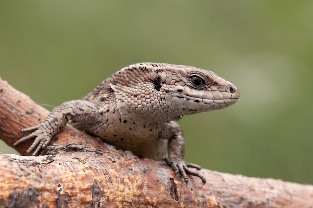 Foto lagarto vivíparo en la rama sobre un fondo verde