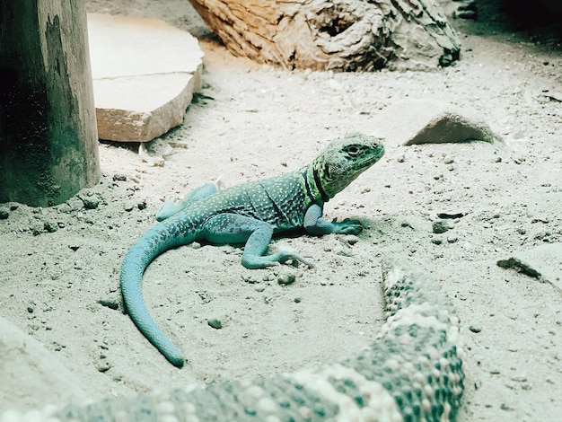 Foto lagarto en el zoológico