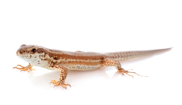 El lagarto.
