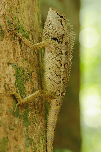 Los lagartos amarillos en los árboles son coloridos en armonía con la naturaleza.