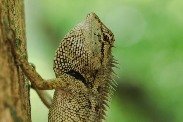 Los lagartos amarillos en los árboles son coloridos en armonía con la naturaleza.