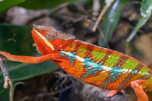 Foto lagartos e cobras