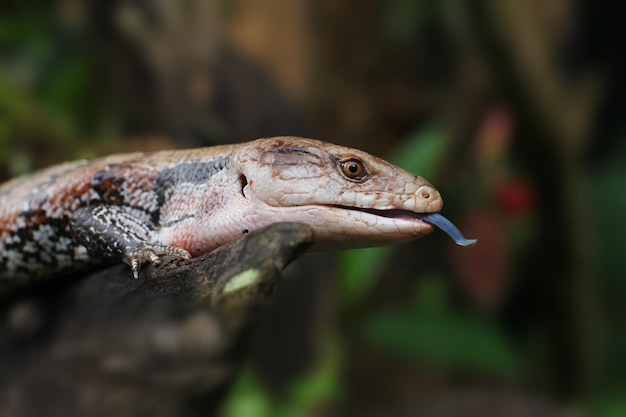 Lagartos de lengua azul o simplemente bluetongues o blueys en Australia serpiente de patas en nueva guinea