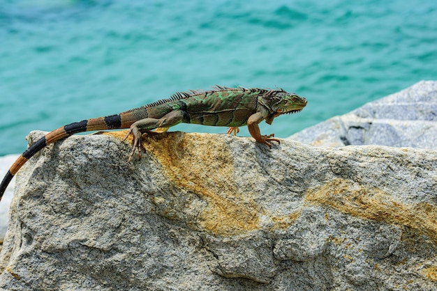 Lagartos verdes iguana animais lagarto iguana