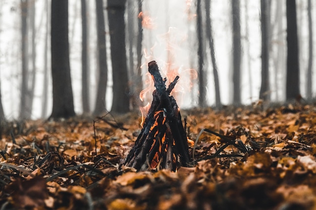 Lagerfeuer im Wald am Abend