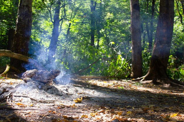 Lagerfeuer im Wald bei Nacht