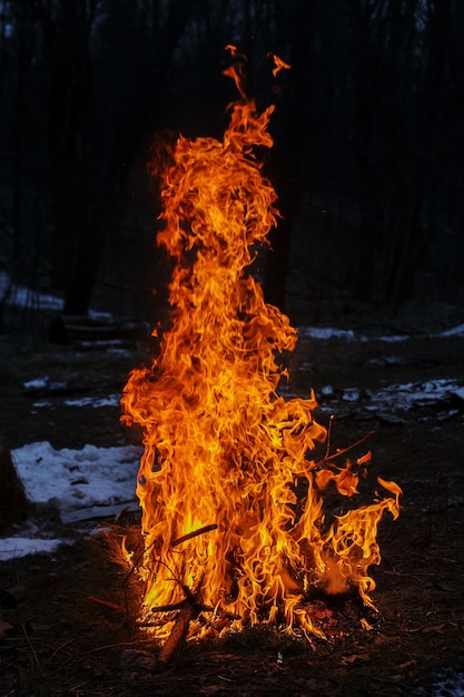 Lagerfeuer im wilden Kiefernwald