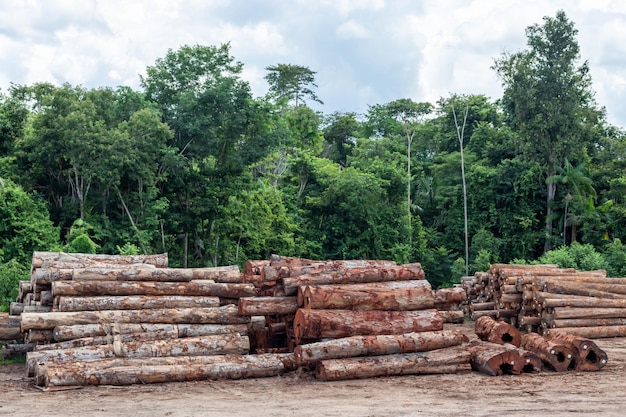 Lagerplatz mit Haufen von Holzstämmen, die legal aus einem Gebiet des brasilianischen Amazonas-Regenwaldes gewonnen wurden