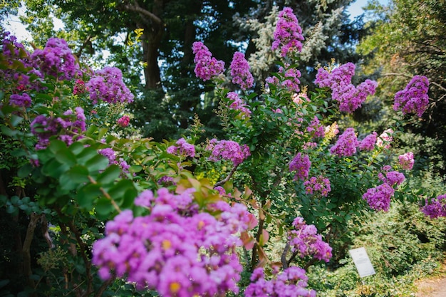 Lagerstremia indiana florescente na rua também conhecida como lilás indiano decorações de jardim dia ensolarado brilhante inflorescências cor-de-rosa exuberantes