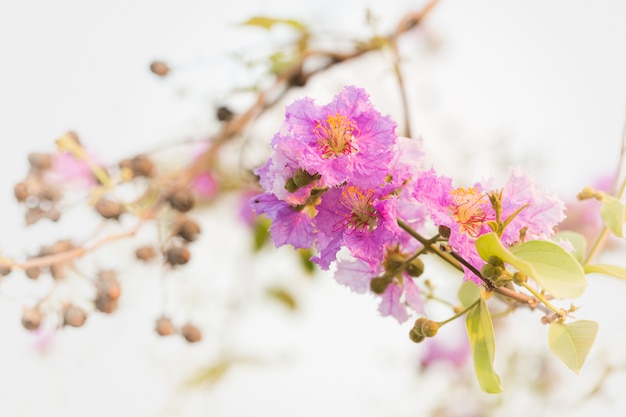 Lagerstroemia macrocarpa Wall Flower