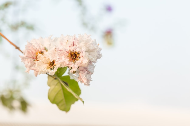 Foto lagerstroemia macrocarpa wandblume