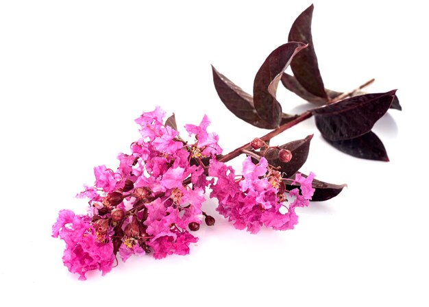 Lagerstroemia rosa com folha roxa em um estúdio