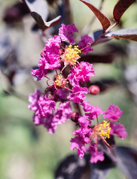 Lagerstroemia rosa con hojas moradas en un jardín