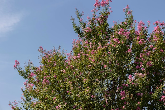 Lagerstroemia speciosa agosto floración