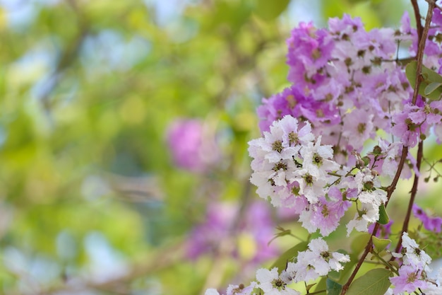 Lagerstroemia speciosa oder Tabakbaum in Thailand, beständige Betriebsblüte einmal pro Jahr.