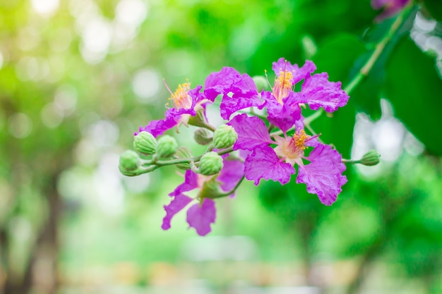 Lagerstroemia speciosa oder Violette Blumen.