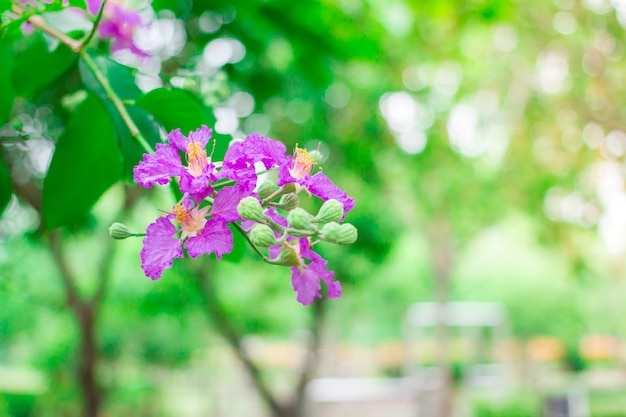 Lagerstroemia speciosa oder Violette Blumen.