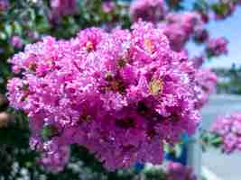 Foto lagerstroemia