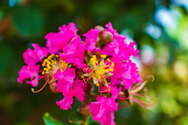 Lagerstromia oder indischer Flieder in voller Blüte. Heller sonniger Tag. Toller Hintergrund für die Seite.