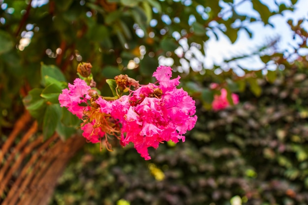 Lagerstromia ou lilás indiano em flor. Dia de sol brilhante. Excelente pano de fundo para o site.