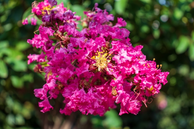 Lagerstromia ou lilás indiano em flor. Dia de sol brilhante. Excelente pano de fundo para o site.