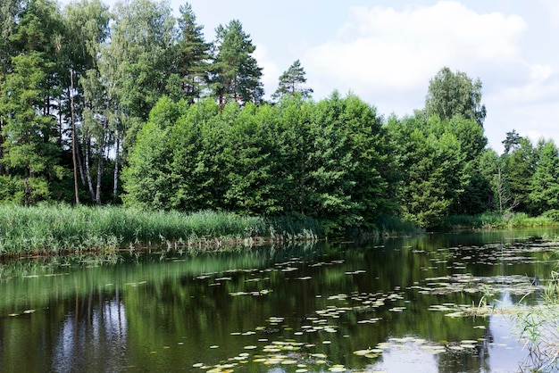 Lago con agua sucia en verano, árboles y arbustos con follaje verde cerca del lago en verano