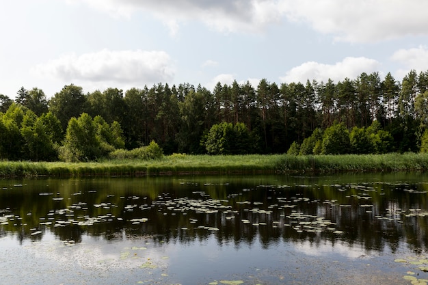 Lago con agua sucia en verano