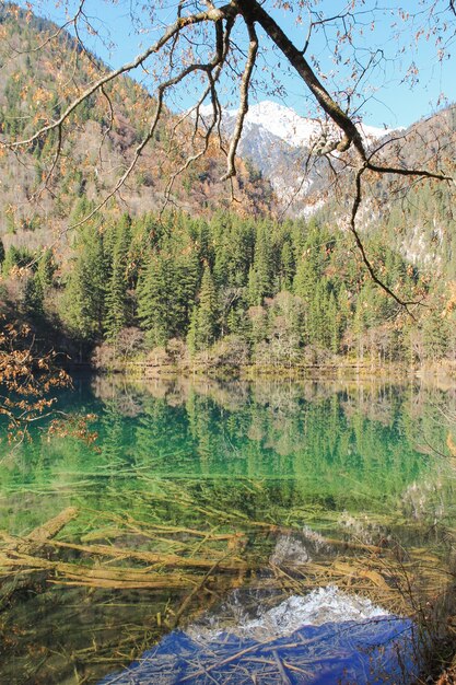 Lago de agua turquesa transparente con árboles sumergidos en el Parque Nacional de Jiuzhaigou y montaña nevada