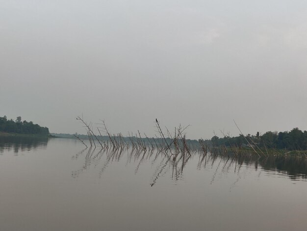 Foto un lago con algunos árboles muertos en el agua.