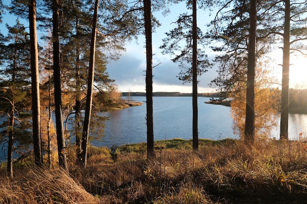 Lago, altos pinos y una soleada puesta de sol en otoño