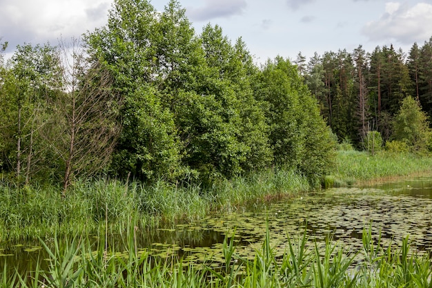 Lago antigo com nenúfares em crescimento